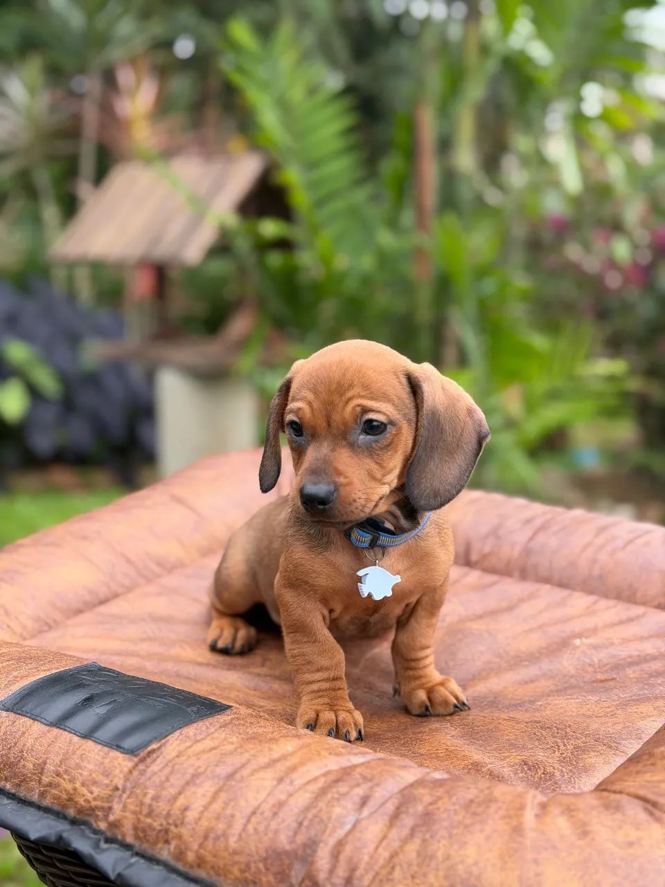 Daschshund  - Foto 3