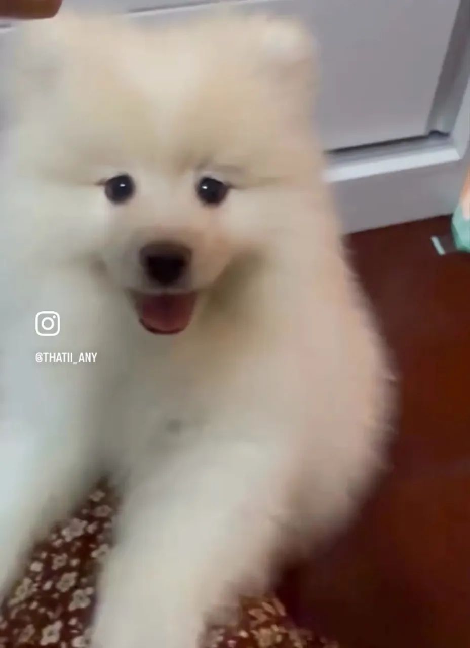 Lulu da pomerania - Foto 3
