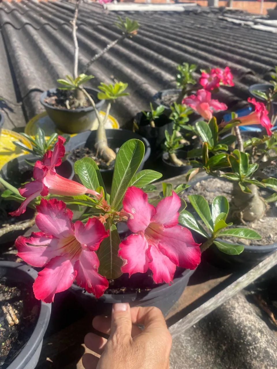 Rosas do Deserto  - Foto 2