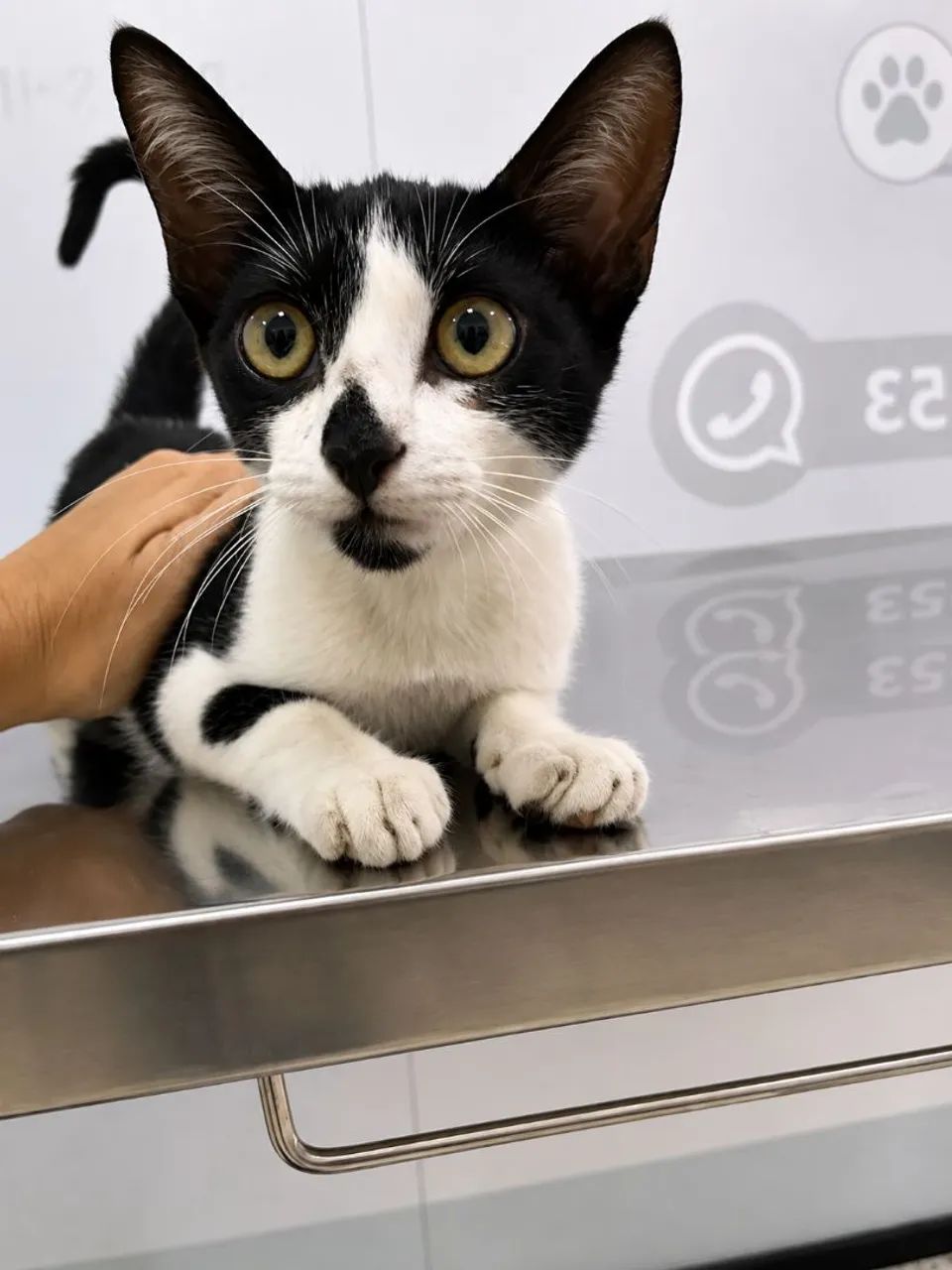 Gatinha para adoçao - Foto 3