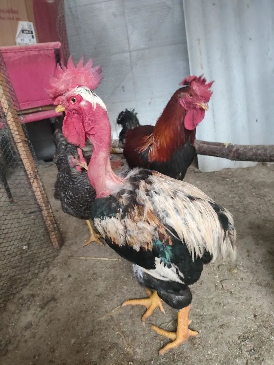 Galos e galinhas