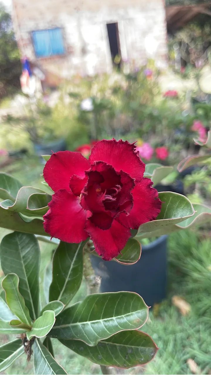 Rosa do deserto  - Foto 2