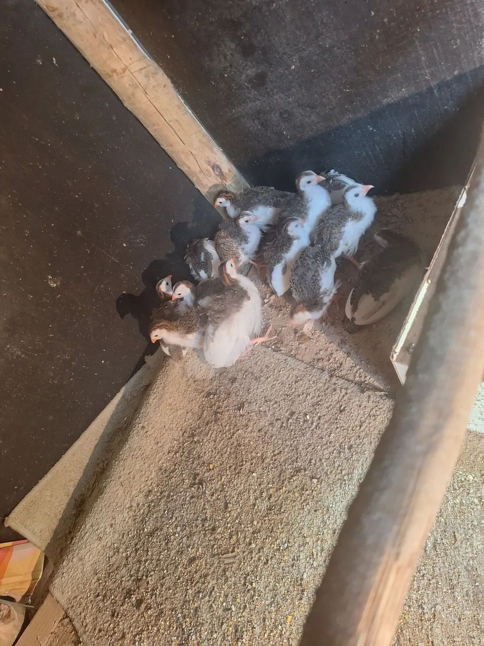 Animais de estimação  - Foto 2