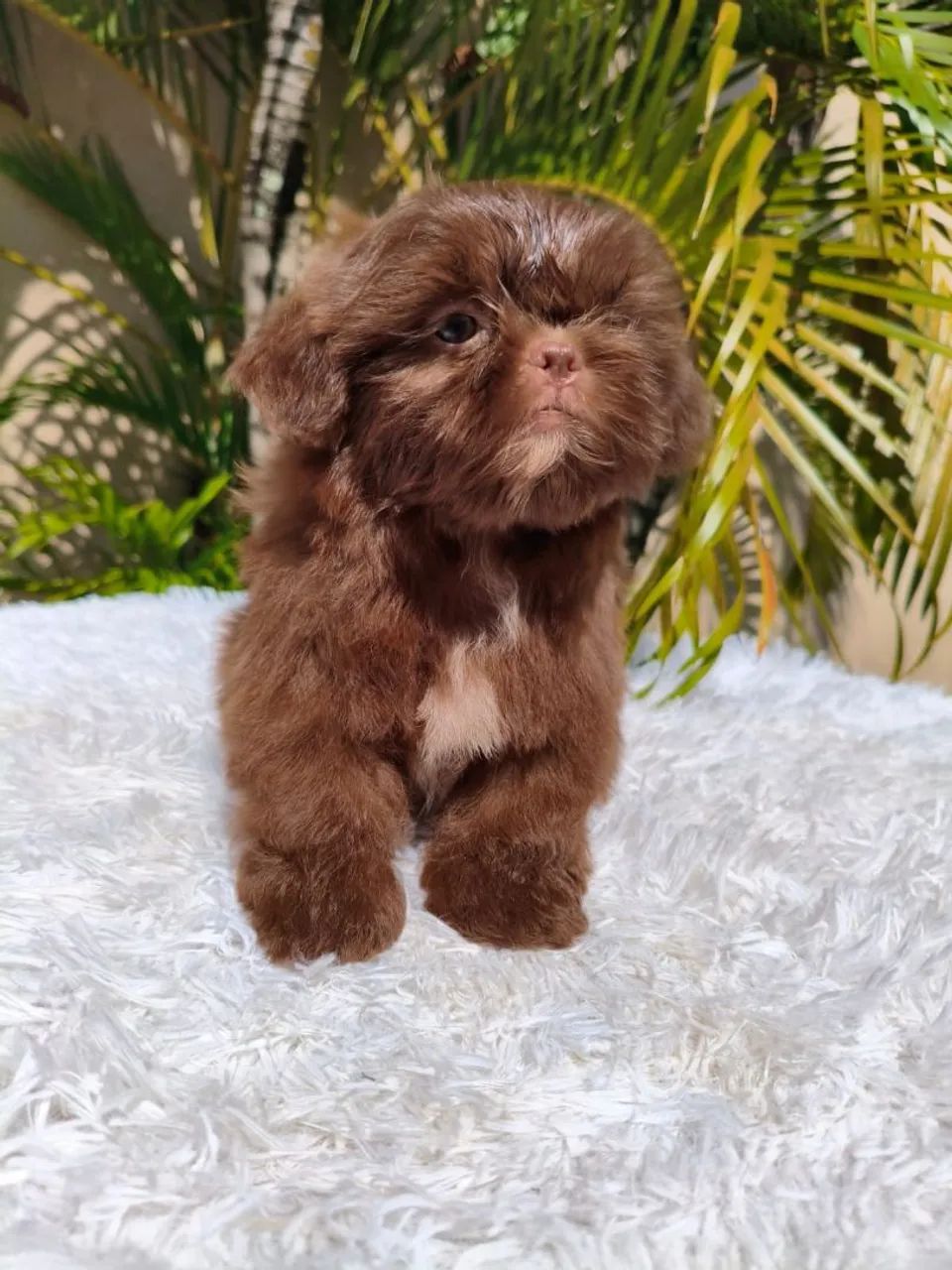 Filhotes de Shih tzus - Foto 4