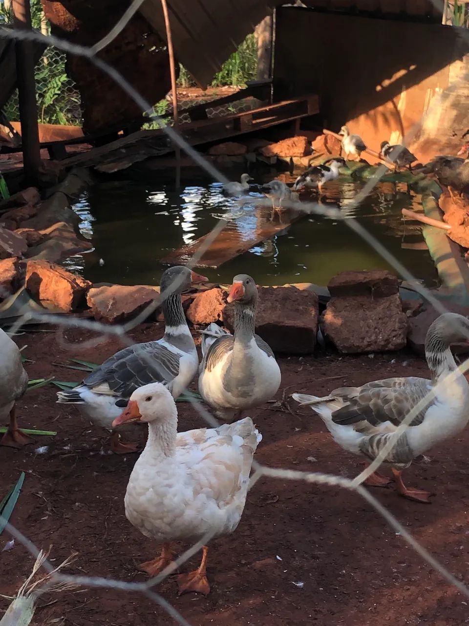 Vende-se gansos e patos  - Foto 2