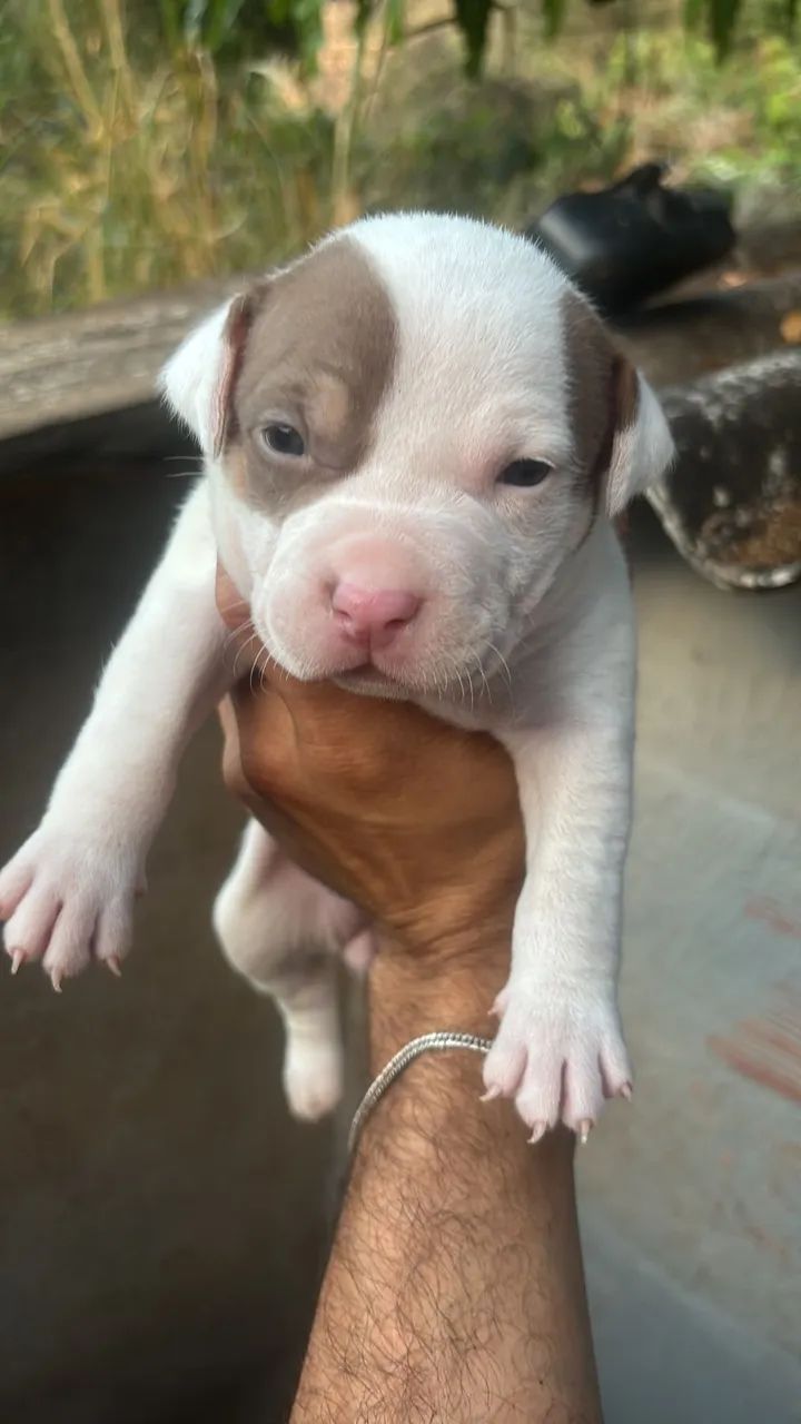 Filhote de Pitbull Merle - Foto 4