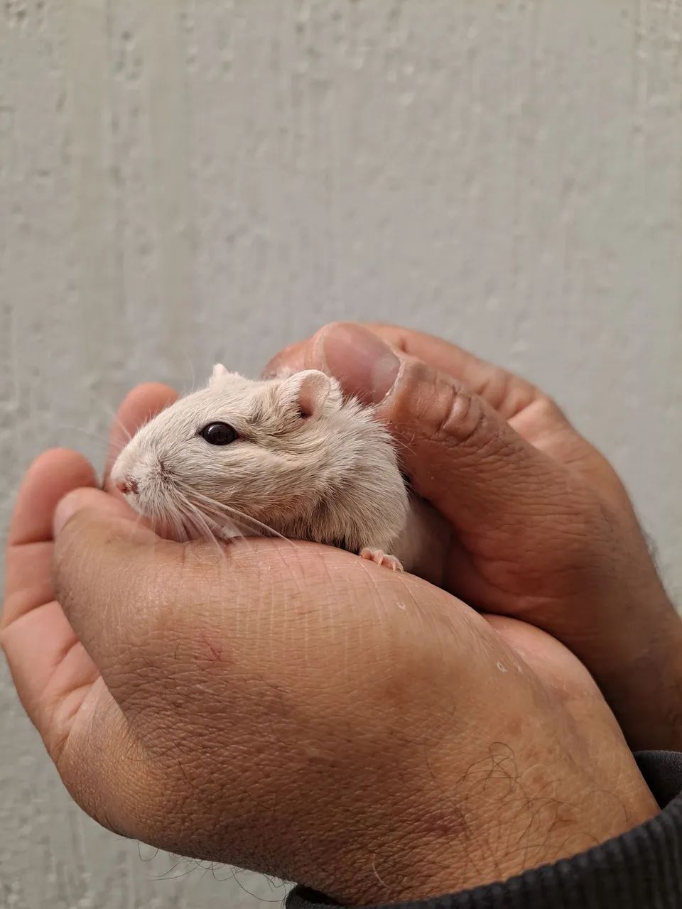 Esquilo da Mongólia Gerbil Dove - Foto 3