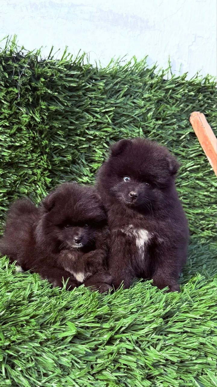 Pomsky  - Foto 2