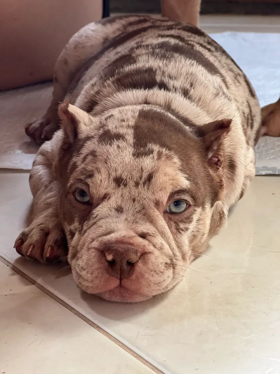 FÊMEA AMERICAN BULLY MERLE MICRO - Foto 2