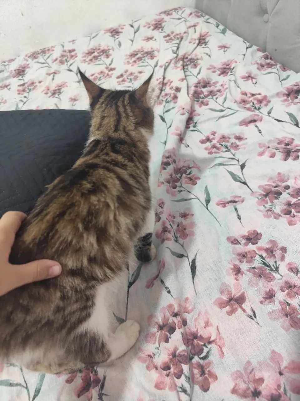 Doação de gato  - Foto 4