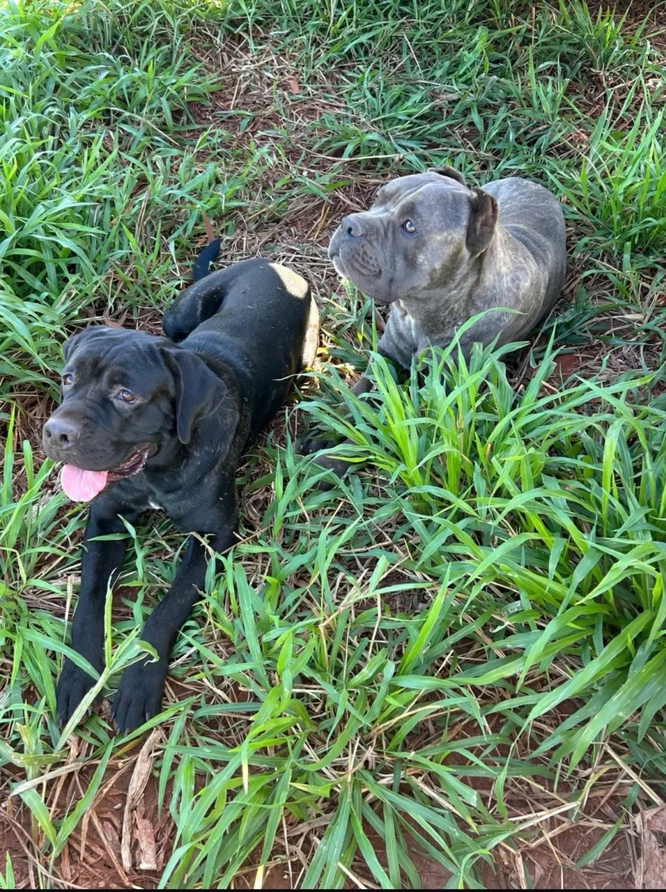 Filhotes de Cane Corso  - Foto 4