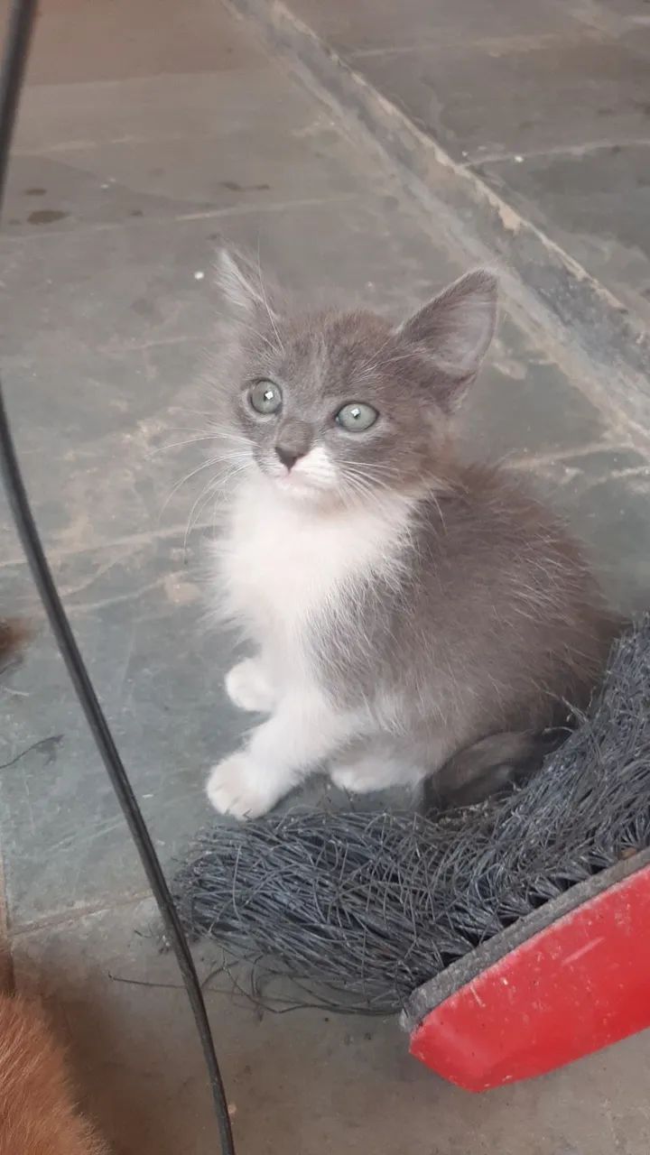 Gatinhos - Foto 3