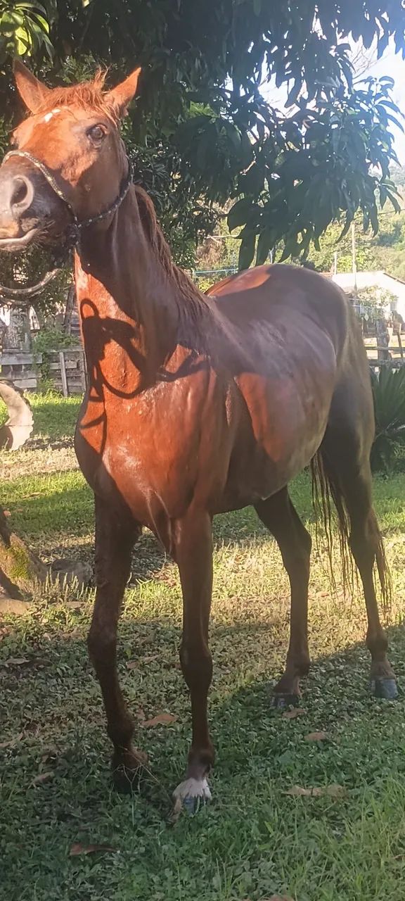 Eguas - Foto 2