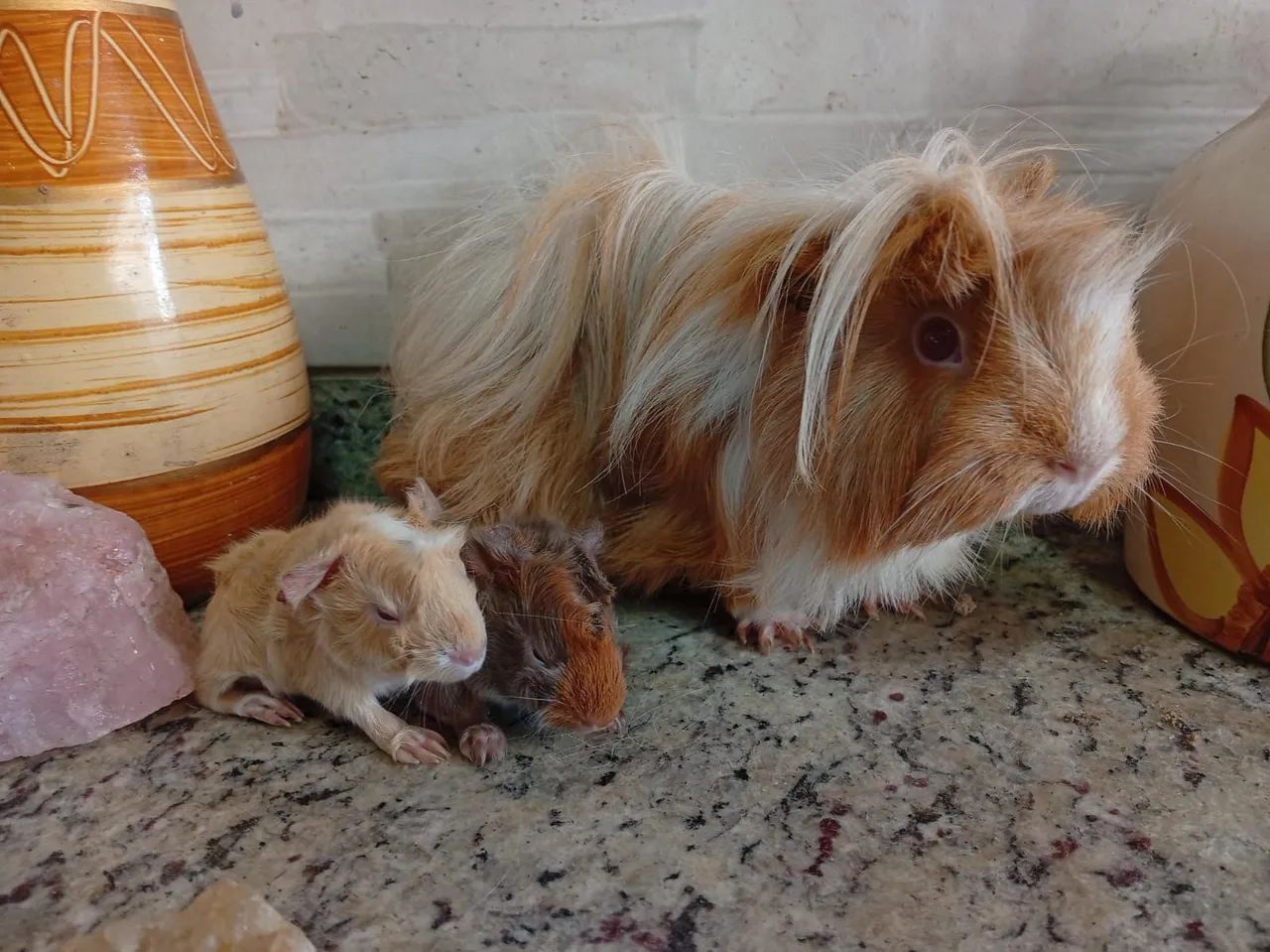 Porquinho da índia filhote
