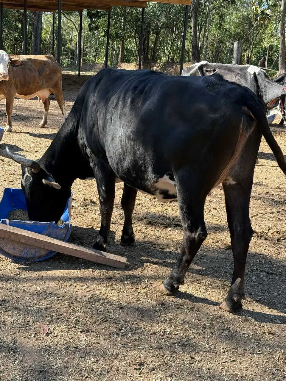 Vaca a venda  - Foto 2