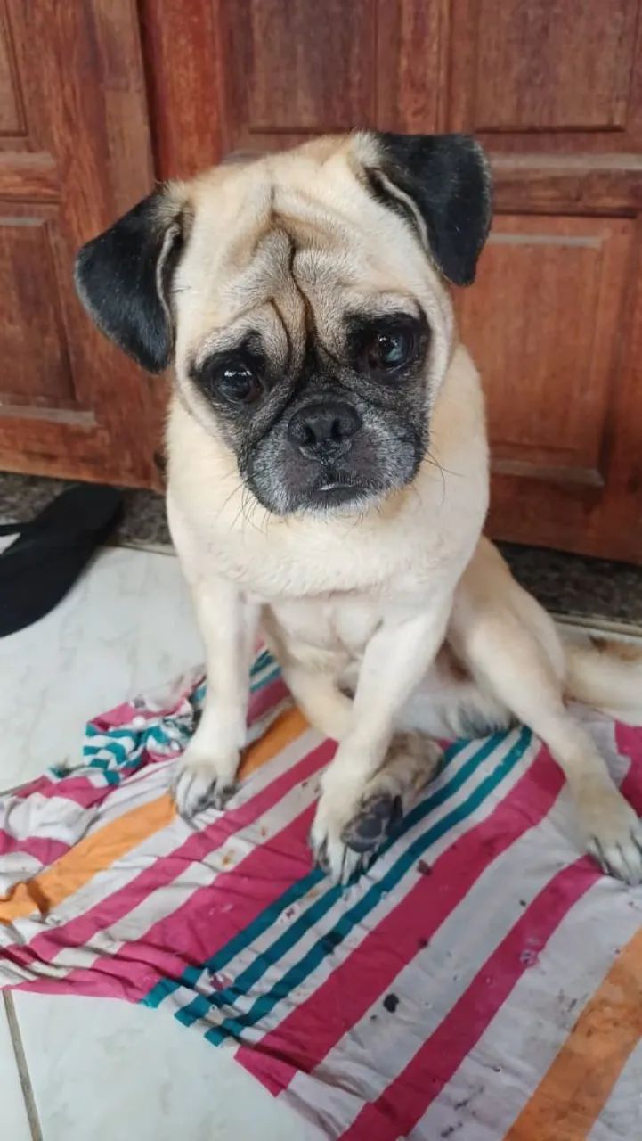 Pug macho  - Foto 3