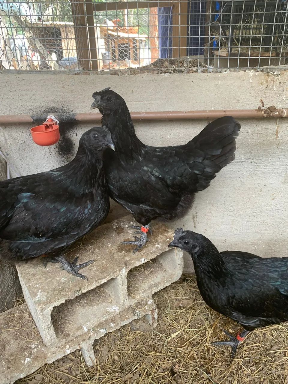 Galinhas AYAM CEMANI - Foto 2