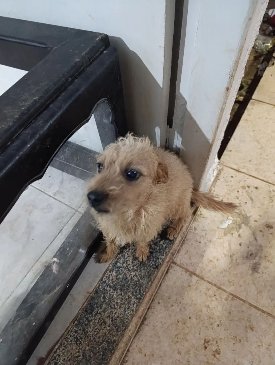 Adoção Consciente. - Foto 2