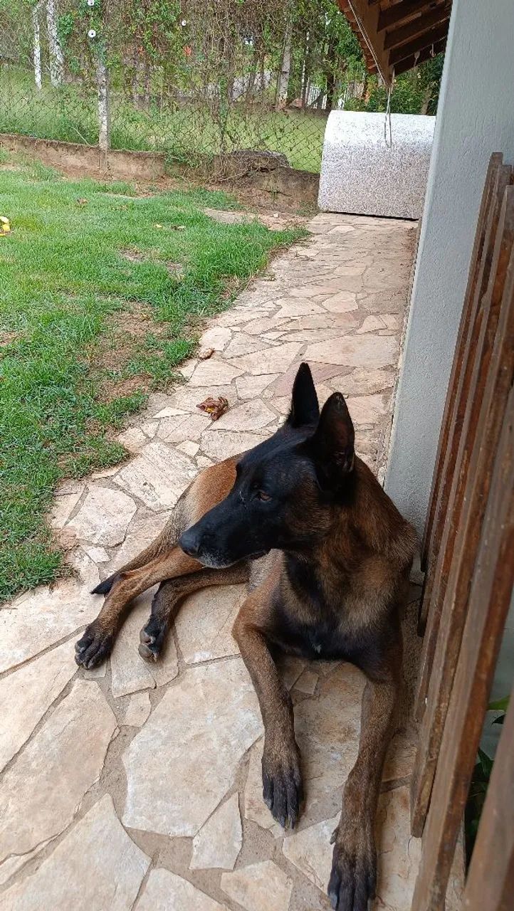 Cães raça belga malinois  - Foto 3