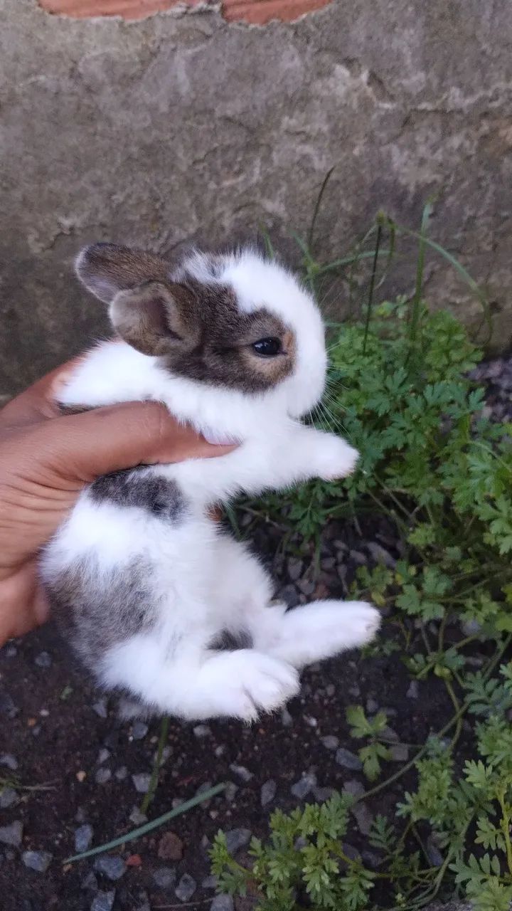 Mini Lion mesclado  - Foto 3