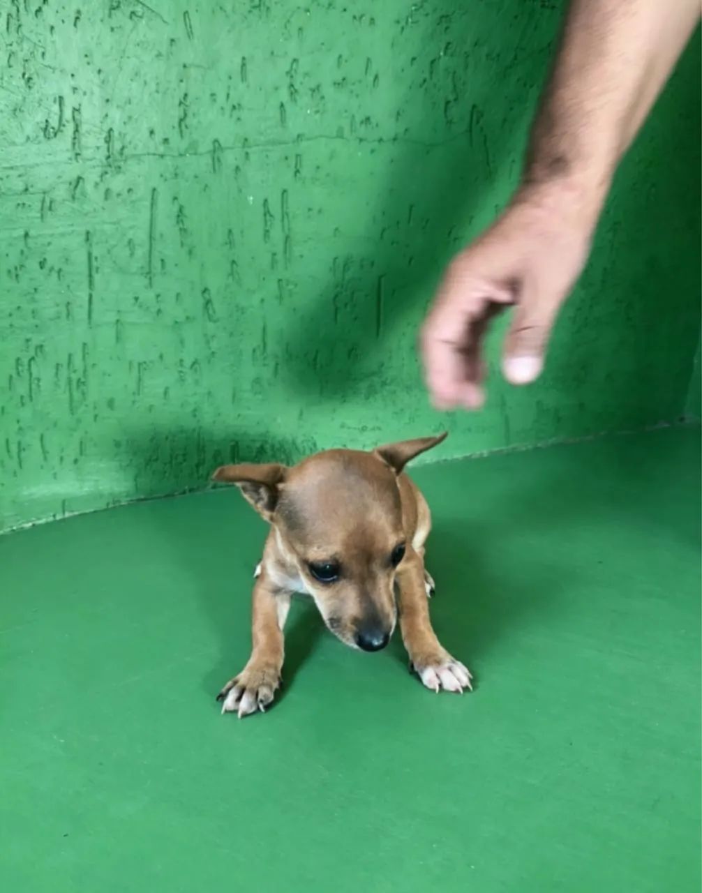 Pinscher lindo