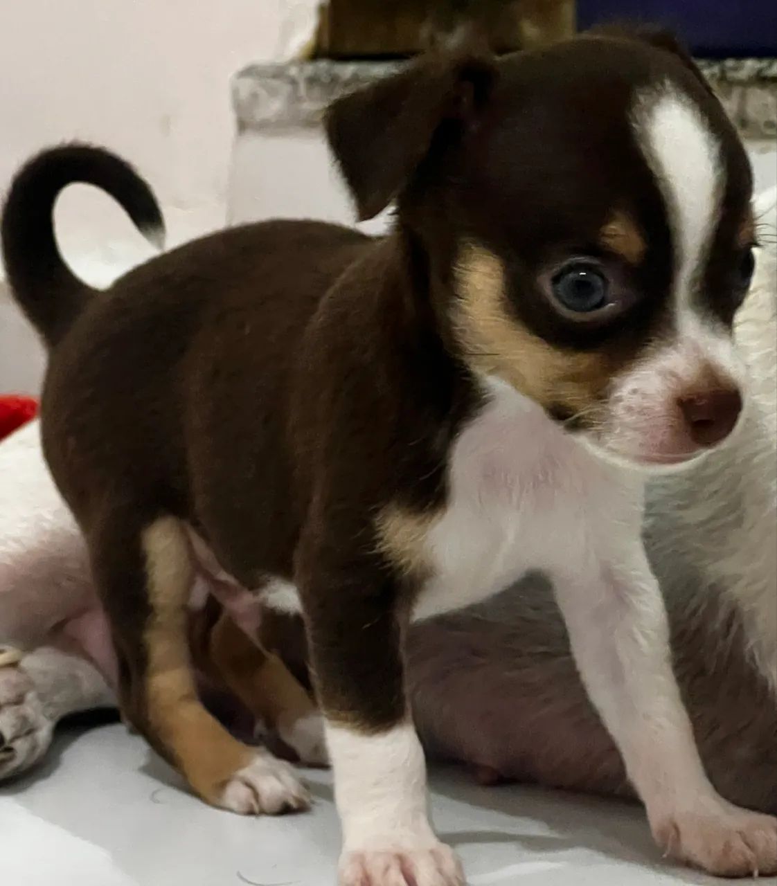 Vendo filhote chihuahua 3.500