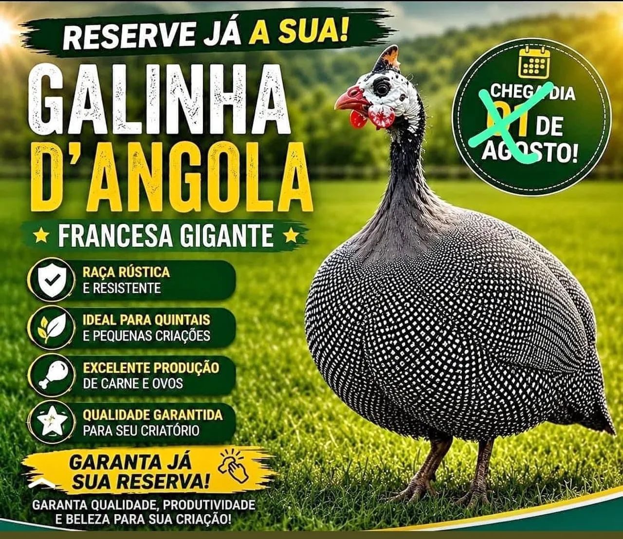 Picotinhos gigante francês 
