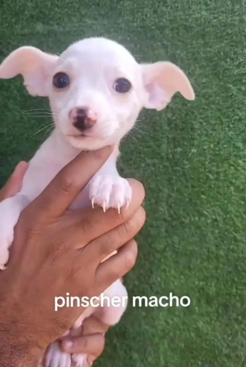 Pinscher  - Foto 2