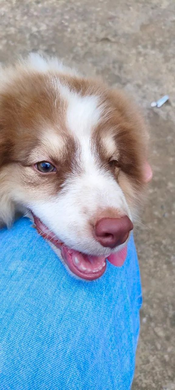 Vendo cachorro boldercolier - Foto 4