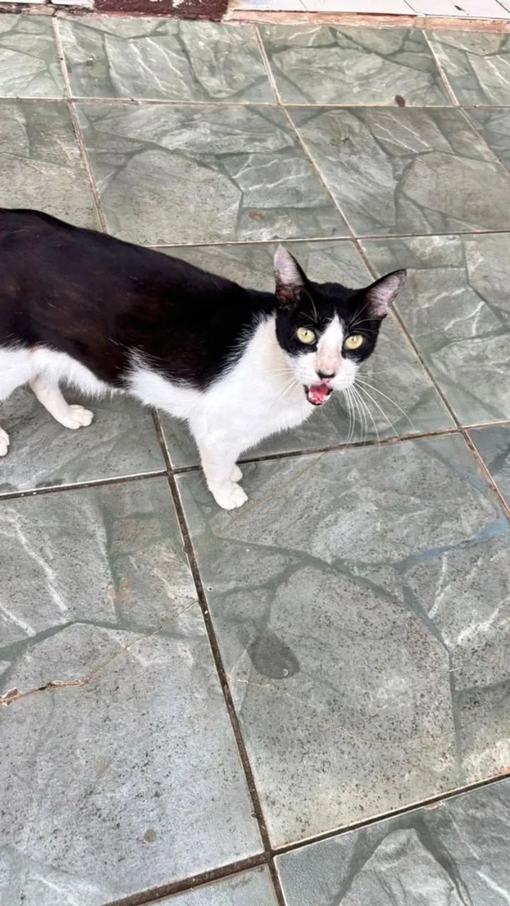 Gato castrado para adoção  - Foto 2