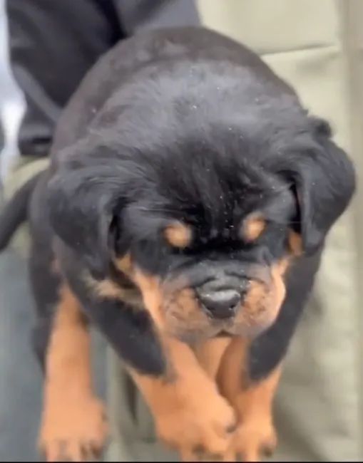 MACHOS E FÊMEAS DE ROTTWEILER - Foto 5