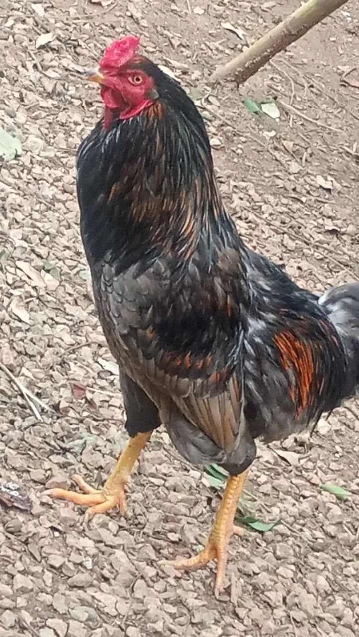 Galo