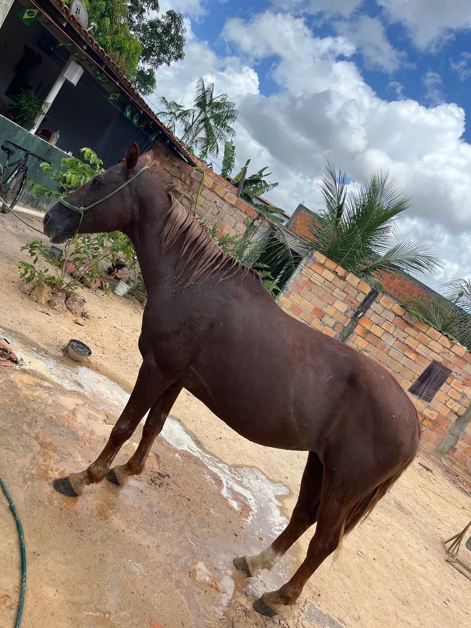 Égua pra vender  - Foto 2