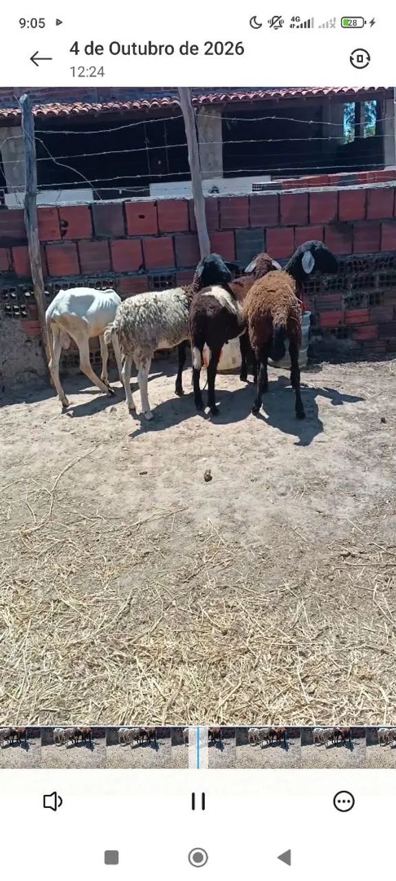 Carneiro 