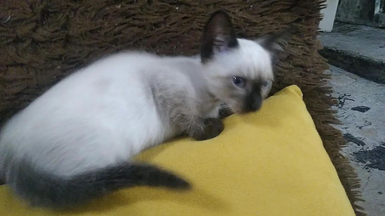 Gata siamês filhote  - Foto 4