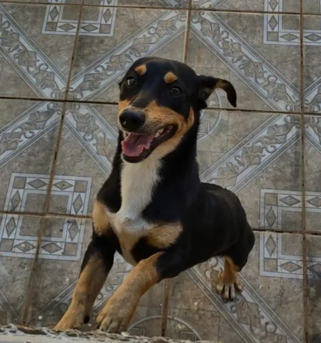 Adoção cachorro macho - Foto 5