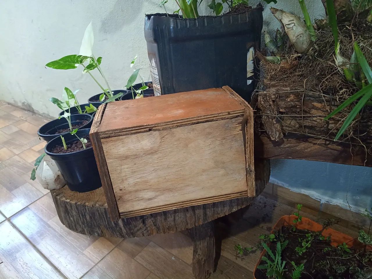 Jatay - Foto 3