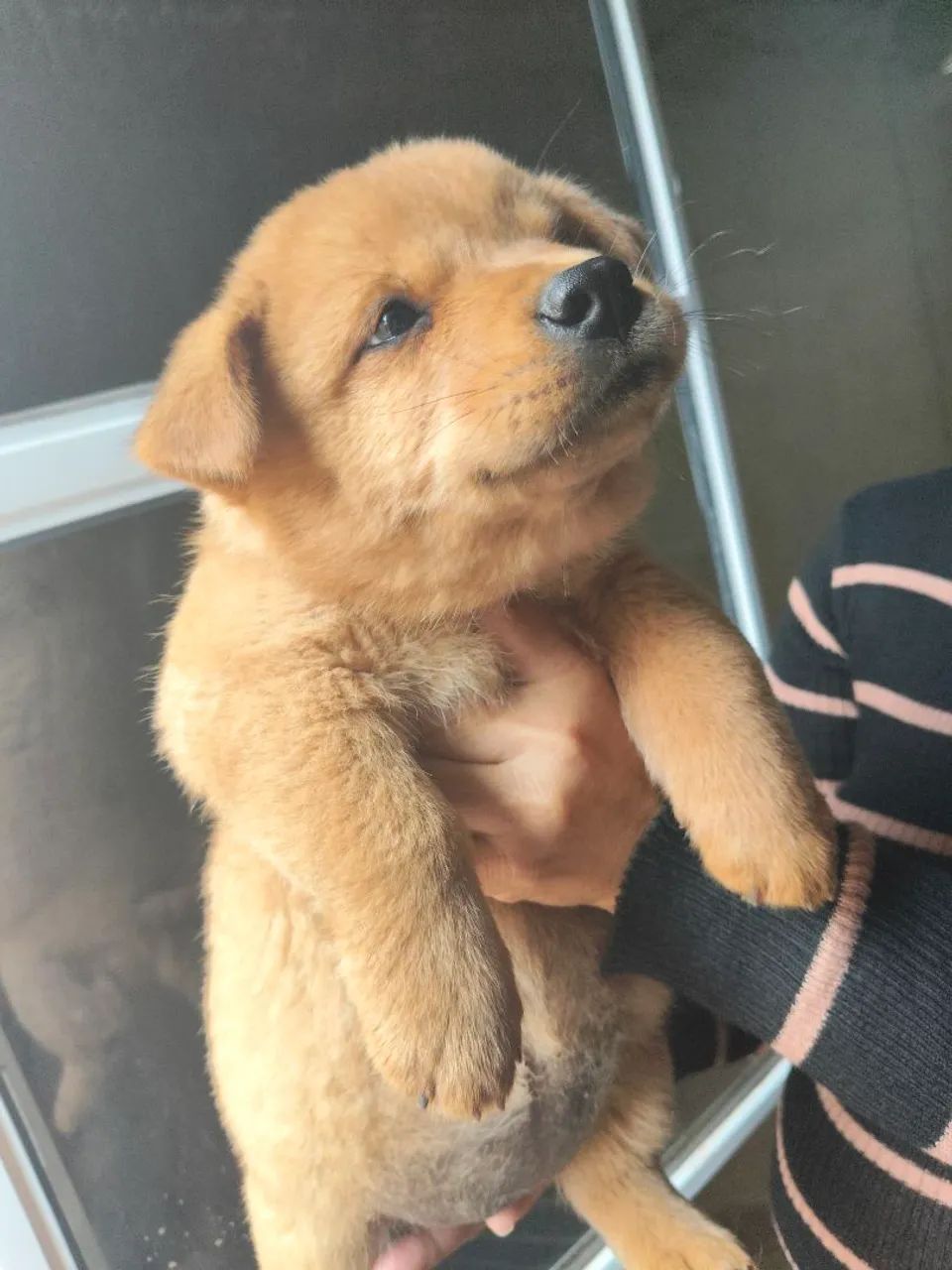 Chow Chow  - Foto 3