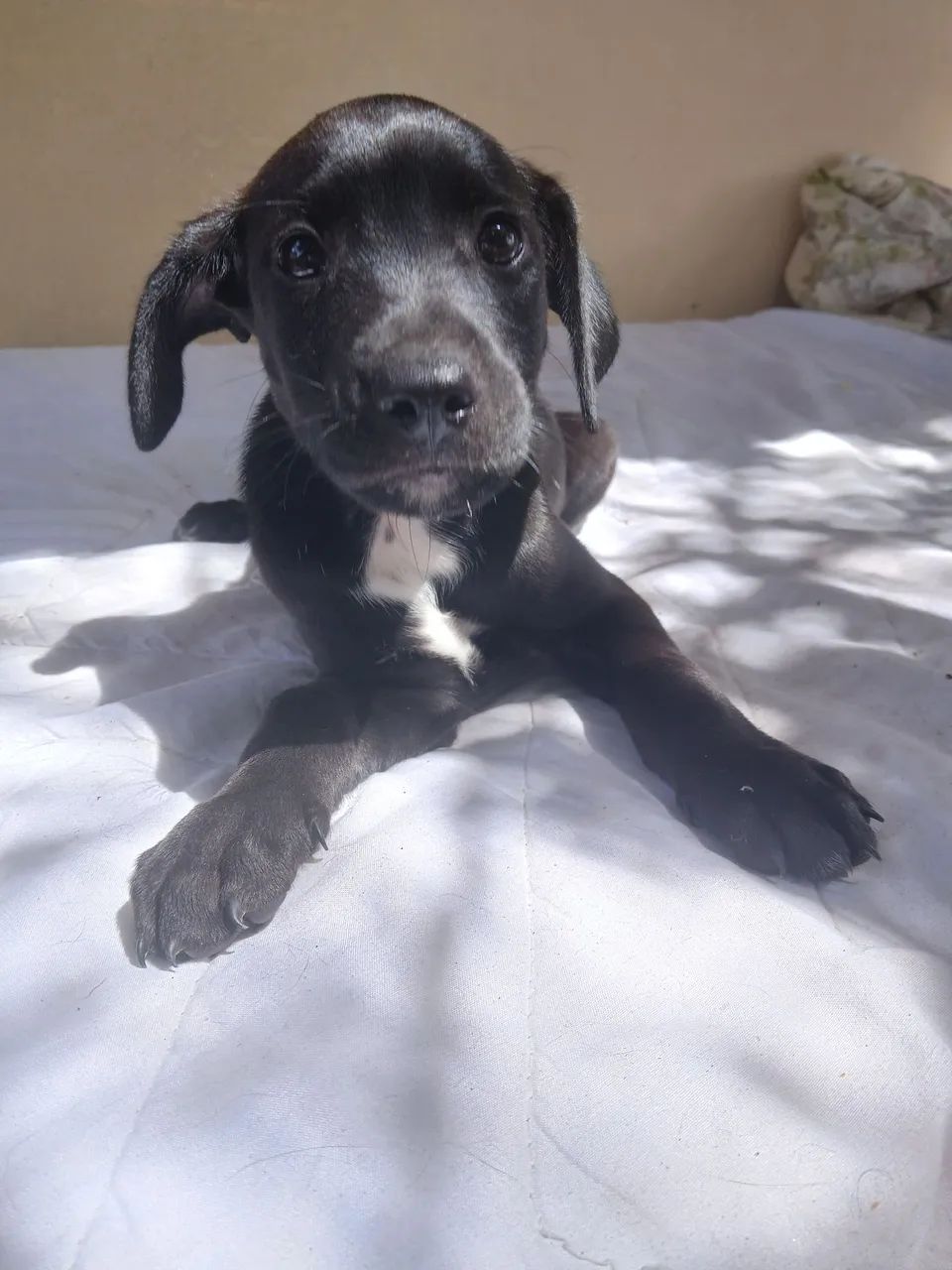 Cachorro