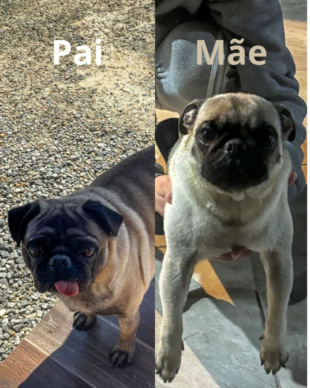 Filhotes de Pug  - Foto 5