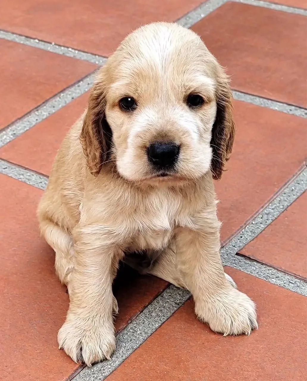 Filhotes de Cocker Spaniel Inglês 