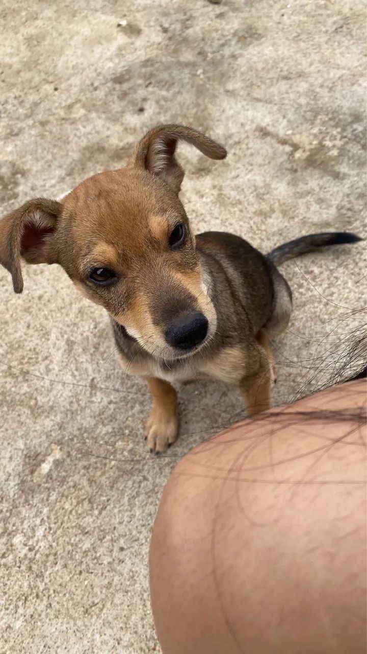 Cachorro para adoção  - Foto 2