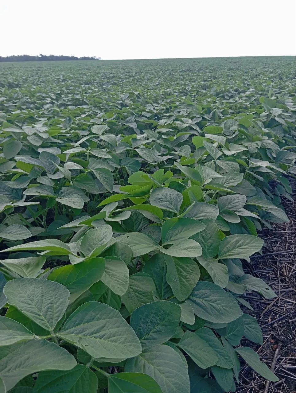 Oportunidade de compra fazenda em Codó  - Foto 3