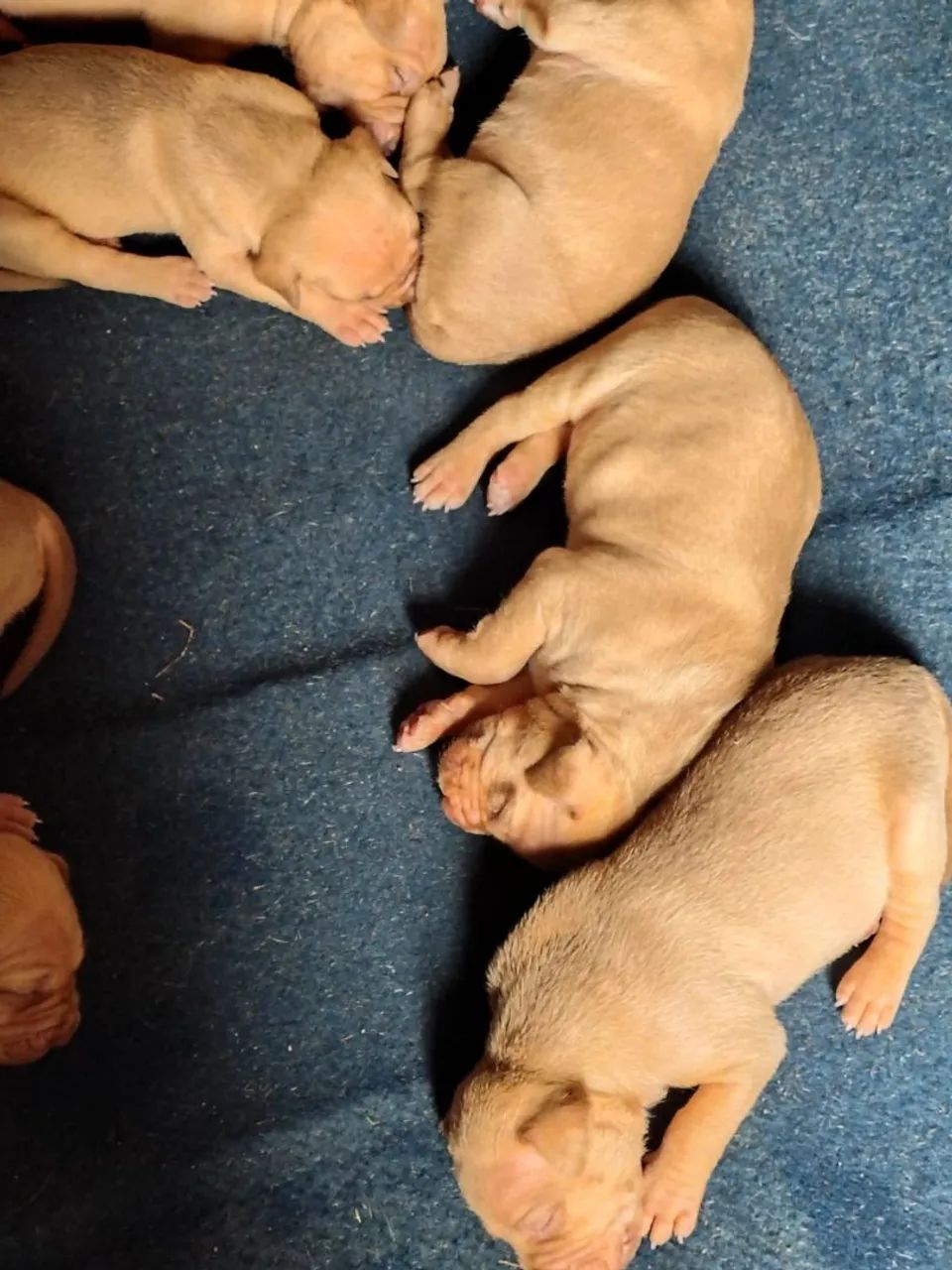 Filhotes de Pitbull  - Foto 4