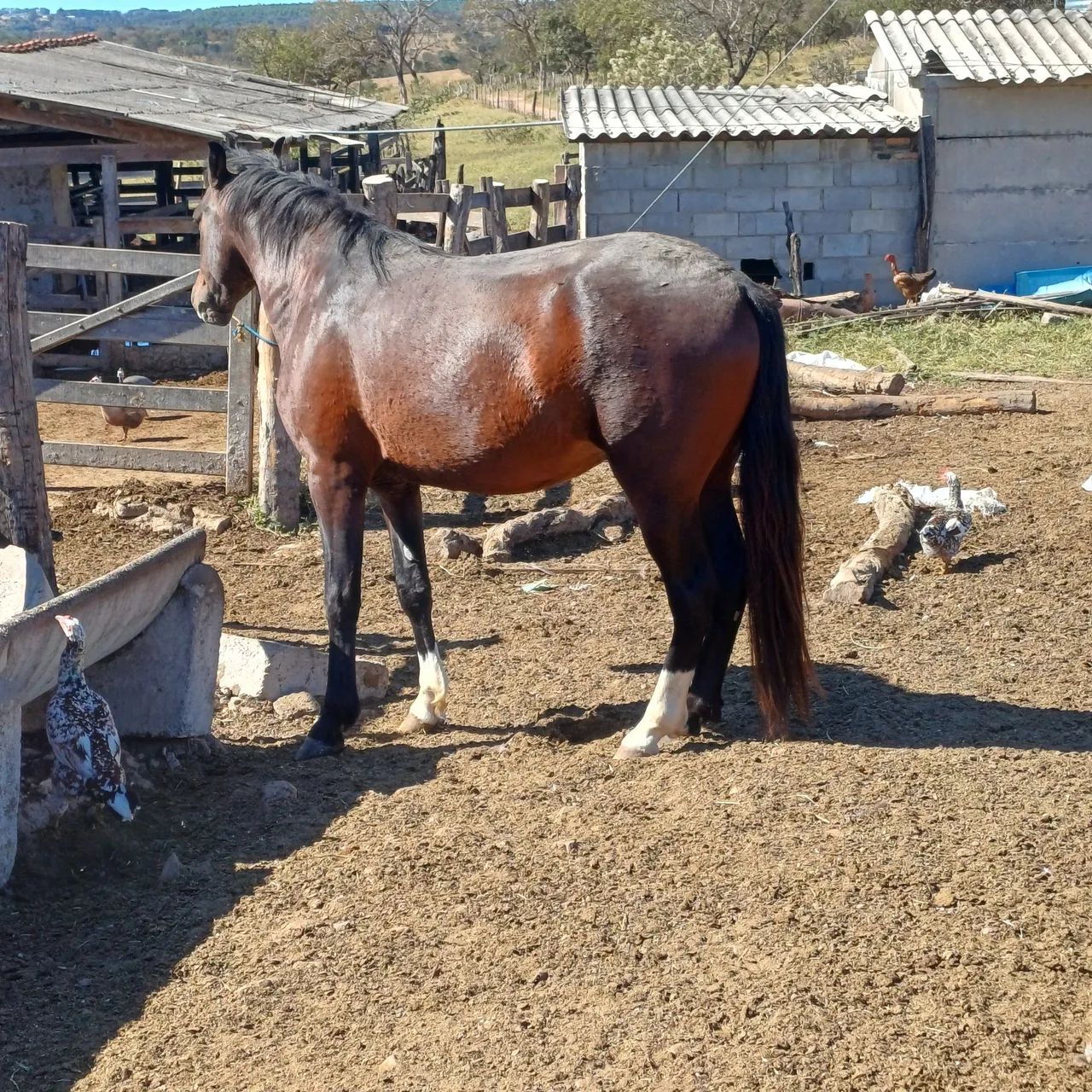 Vendo cavalo - Foto 3