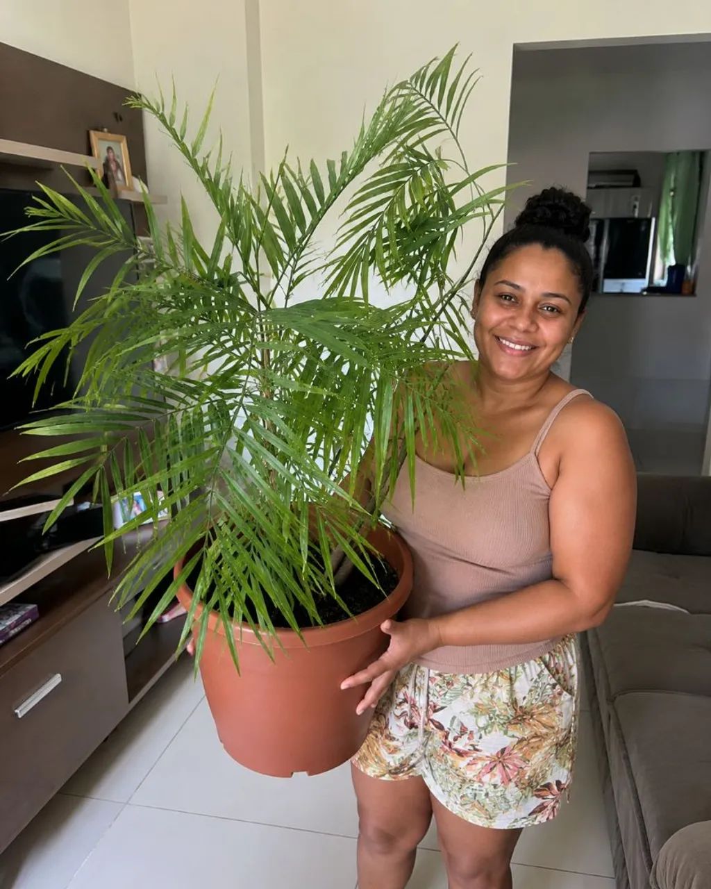 ÁRVORE , SAMAMBAIA CULTIVADA NO VASO NAO CRESCE MUITO 