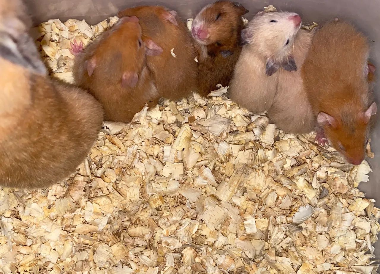 Hamster sírio doação 