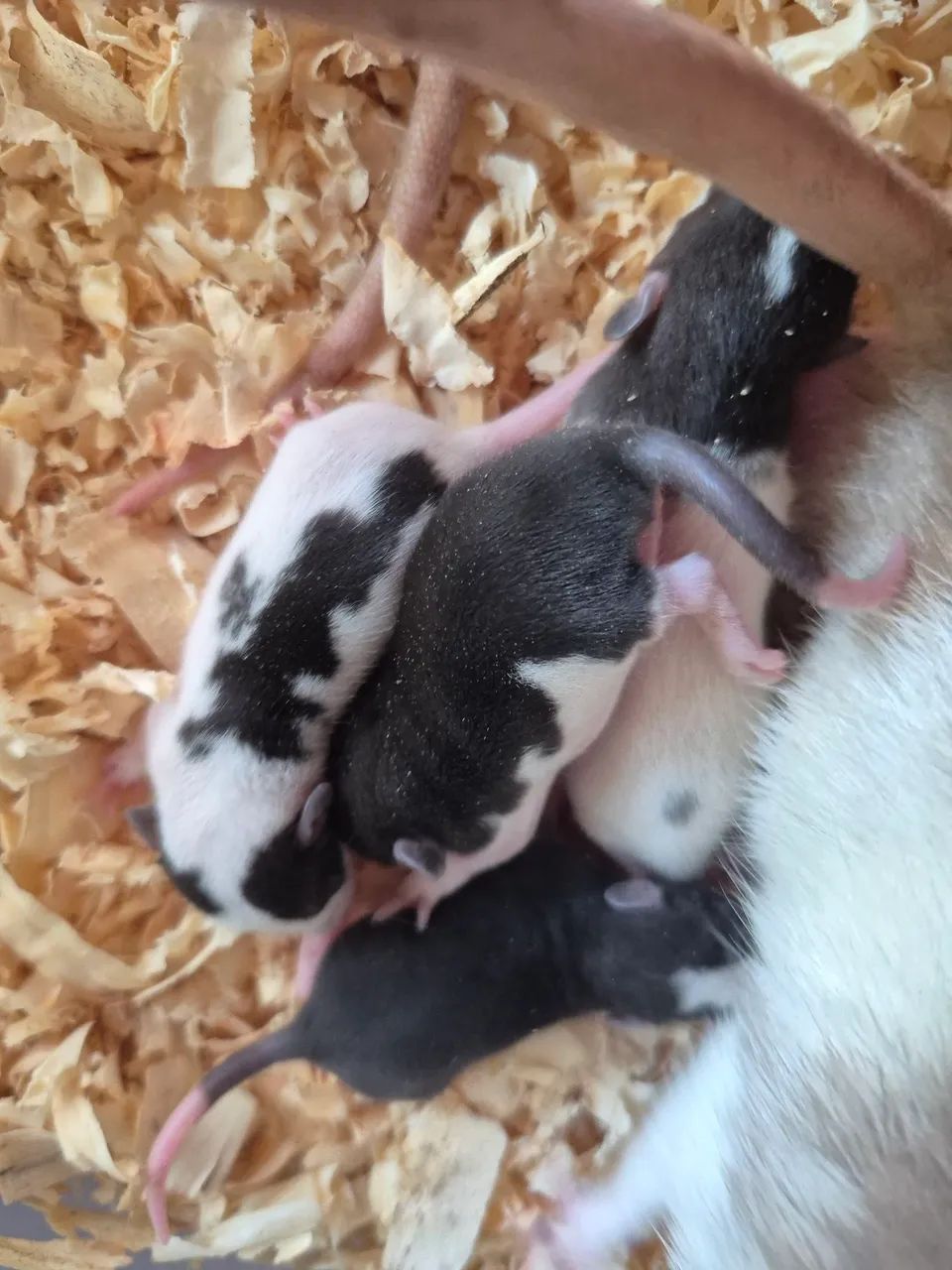 Ratos diversos valores  - Foto 4