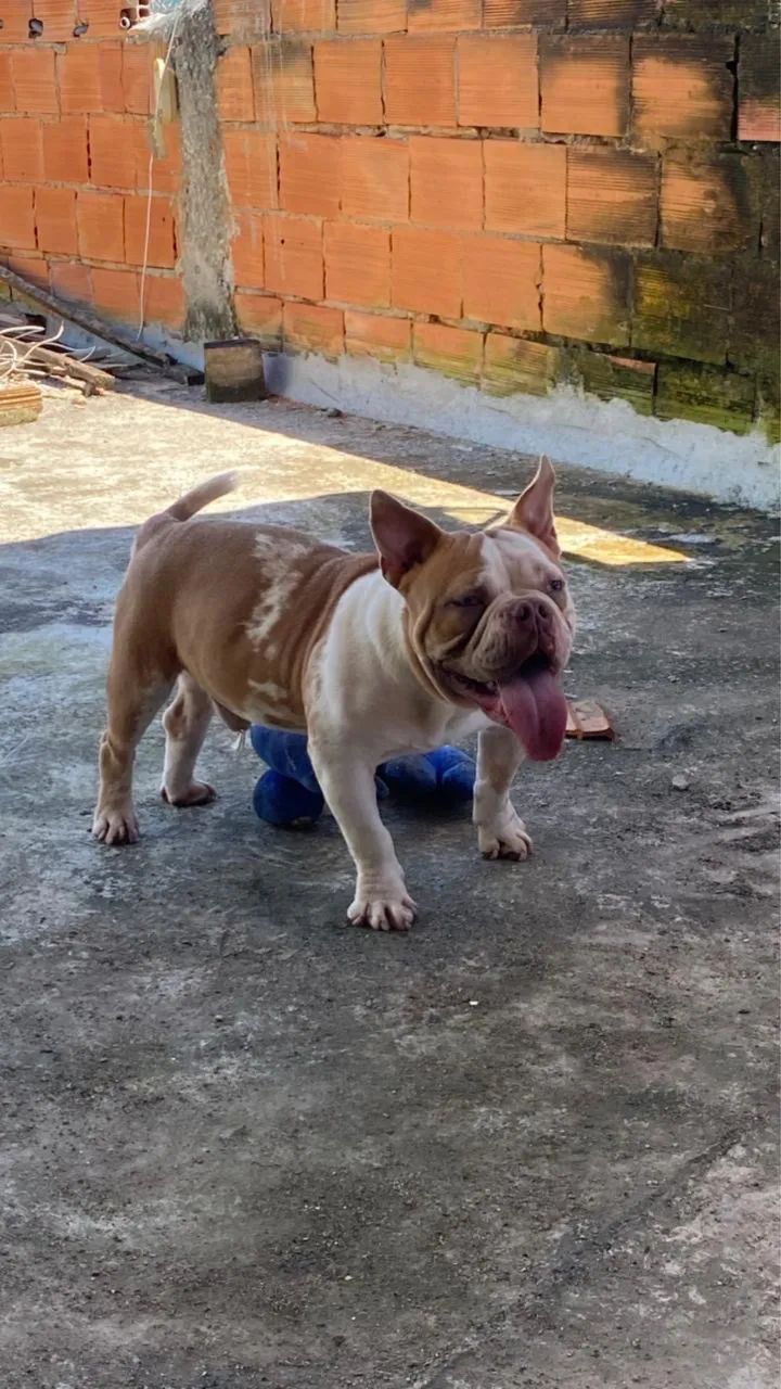American Bully micro  - Foto 4