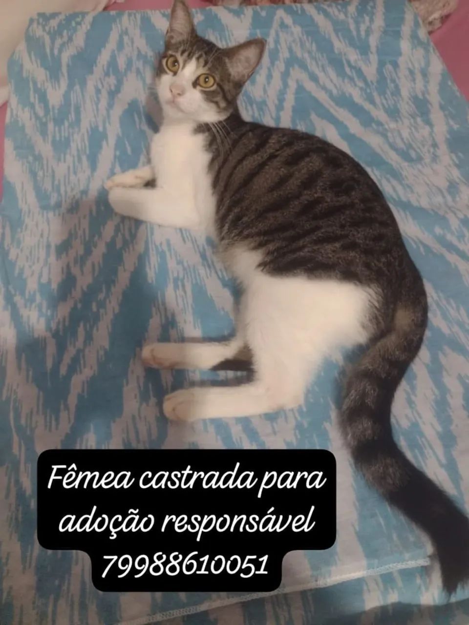Gatos para adoção responsável  - Foto 3